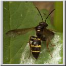 Argogorytes mystaceus - Ragwurz-Zikadenwespe 02.jpg